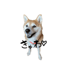 柴犬らむ3（個別スタンプ：6）