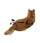 柴犬らむ3（個別スタンプ：7）