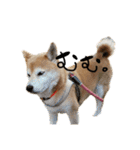 柴犬らむ3（個別スタンプ：8）