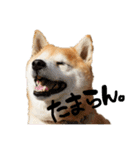 柴犬らむ3（個別スタンプ：9）
