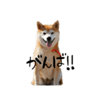 柴犬らむ3（個別スタンプ：10）
