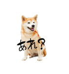 柴犬らむ3（個別スタンプ：11）