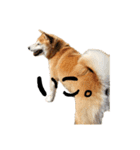 柴犬らむ3（個別スタンプ：12）