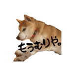 柴犬らむ3（個別スタンプ：13）