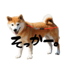 柴犬らむ3（個別スタンプ：14）