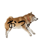 柴犬らむ3（個別スタンプ：15）