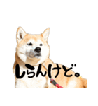 柴犬らむ3（個別スタンプ：16）