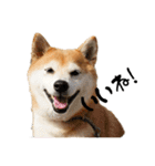 柴犬らむ3（個別スタンプ：17）