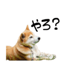 柴犬らむ3（個別スタンプ：18）