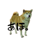 柴犬らむ3（個別スタンプ：19）