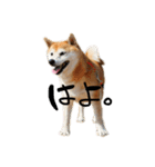 柴犬らむ3（個別スタンプ：20）