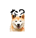 柴犬らむ3（個別スタンプ：21）