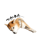 柴犬らむ3（個別スタンプ：22）