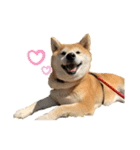 柴犬らむ3（個別スタンプ：23）