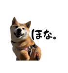 柴犬らむ3（個別スタンプ：24）