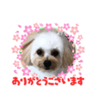 ボクはポメプー3（個別スタンプ：5）