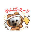 ボクはポメプー3（個別スタンプ：14）