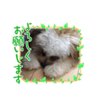 ボクはポメプー3（個別スタンプ：24）