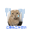 トラジロウの毎日使える一言ワードスタンプ（個別スタンプ：23）