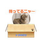 トラジロウの毎日使える一言ワードスタンプ（個別スタンプ：27）