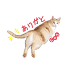 猫好きさんのネコスタンプ（個別スタンプ：1）