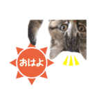 猫好きさんのネコスタンプ（個別スタンプ：2）