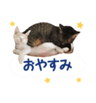 猫好きさんのネコスタンプ（個別スタンプ：3）