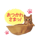猫好きさんのネコスタンプ（個別スタンプ：4）