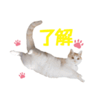 猫好きさんのネコスタンプ（個別スタンプ：6）