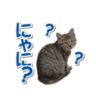 猫好きさんのネコスタンプ（個別スタンプ：7）