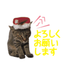 猫好きさんのネコスタンプ（個別スタンプ：8）
