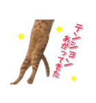 猫好きさんのネコスタンプ（個別スタンプ：9）