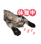 猫好きさんのネコスタンプ（個別スタンプ：10）