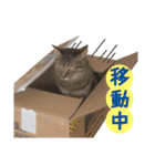 猫好きさんのネコスタンプ（個別スタンプ：12）