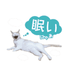猫好きさんのネコスタンプ（個別スタンプ：13）