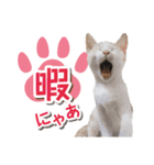 猫好きさんのネコスタンプ（個別スタンプ：14）