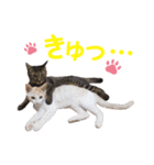 猫好きさんのネコスタンプ（個別スタンプ：15）