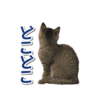 猫好きさんのネコスタンプ（個別スタンプ：16）