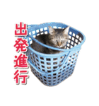 猫好きさんのネコスタンプ（個別スタンプ：17）