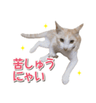 猫好きさんのネコスタンプ（個別スタンプ：18）