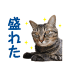 猫好きさんのネコスタンプ（個別スタンプ：19）