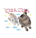 猫好きさんのネコスタンプ（個別スタンプ：20）