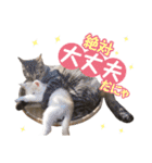 猫好きさんのネコスタンプ（個別スタンプ：21）