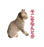 猫好きさんのネコスタンプ（個別スタンプ：22）
