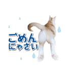 猫好きさんのネコスタンプ（個別スタンプ：23）