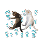 猫好きさんのネコスタンプ（個別スタンプ：25）