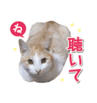 猫好きさんのネコスタンプ（個別スタンプ：26）