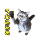 猫好きさんのネコスタンプ（個別スタンプ：27）