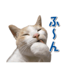 猫好きさんのネコスタンプ（個別スタンプ：28）