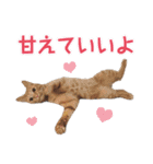 猫好きさんのネコスタンプ（個別スタンプ：29）